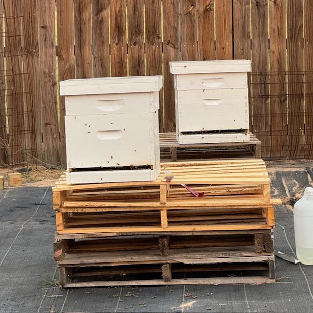 Hopefully by this time next year, we will have honey!