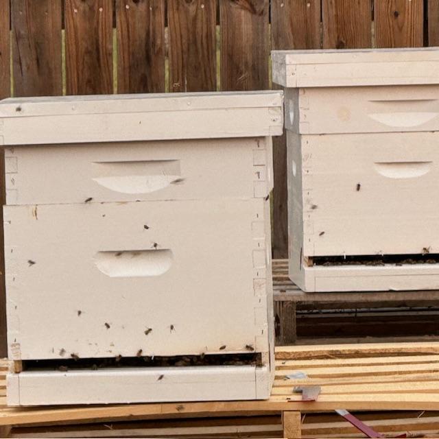 A closeup of the bees outside. They had a 3 hour long move from Round Rock, TX and traveled well in the bed of our truck.