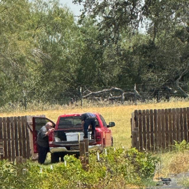 The bees have arrived from Round Rock in the back of the truck.