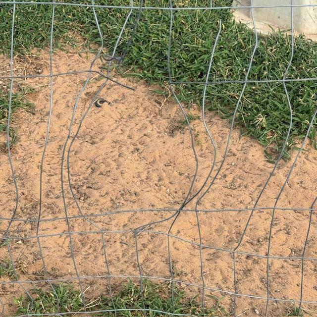 This is the hole in the goat pen that Norton made in the back. George, Gracie, and Trixie escaped last week through it.