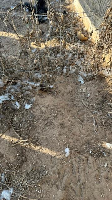 Here is the hole in the fence where that silly chicken has been getting out.