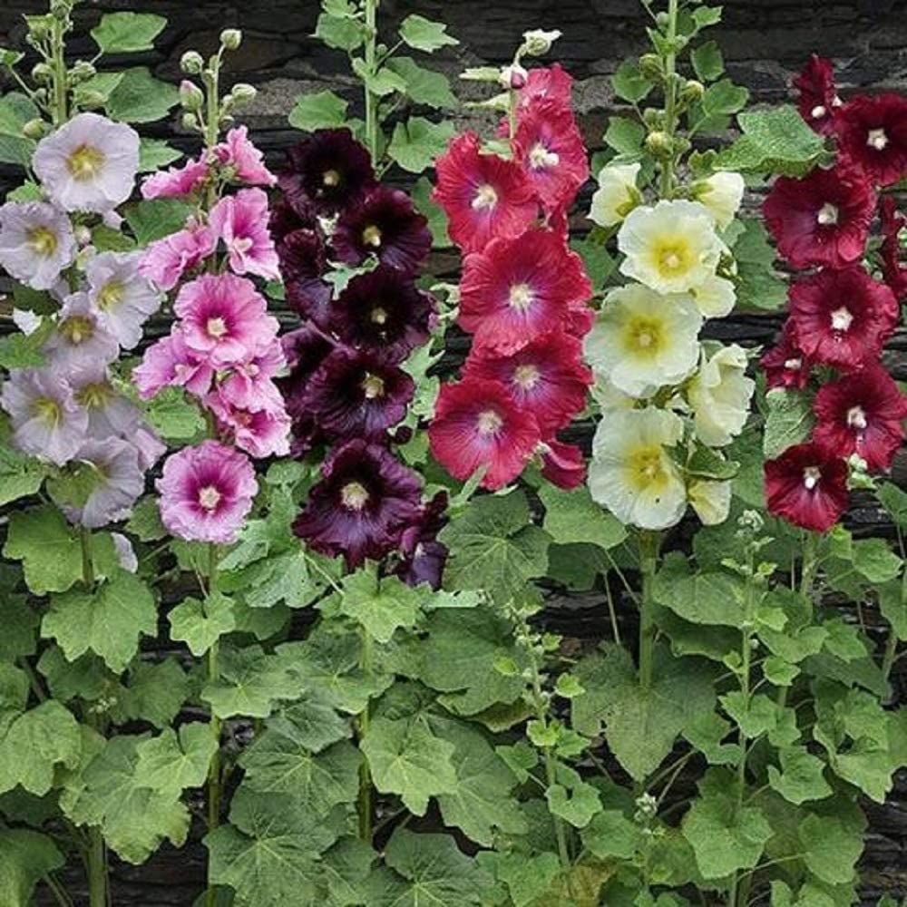 Hollyhocks are members of the Malvaceae family. We sell the seeds but it is important for you to know that they are poisonous if you kids and/or pets.