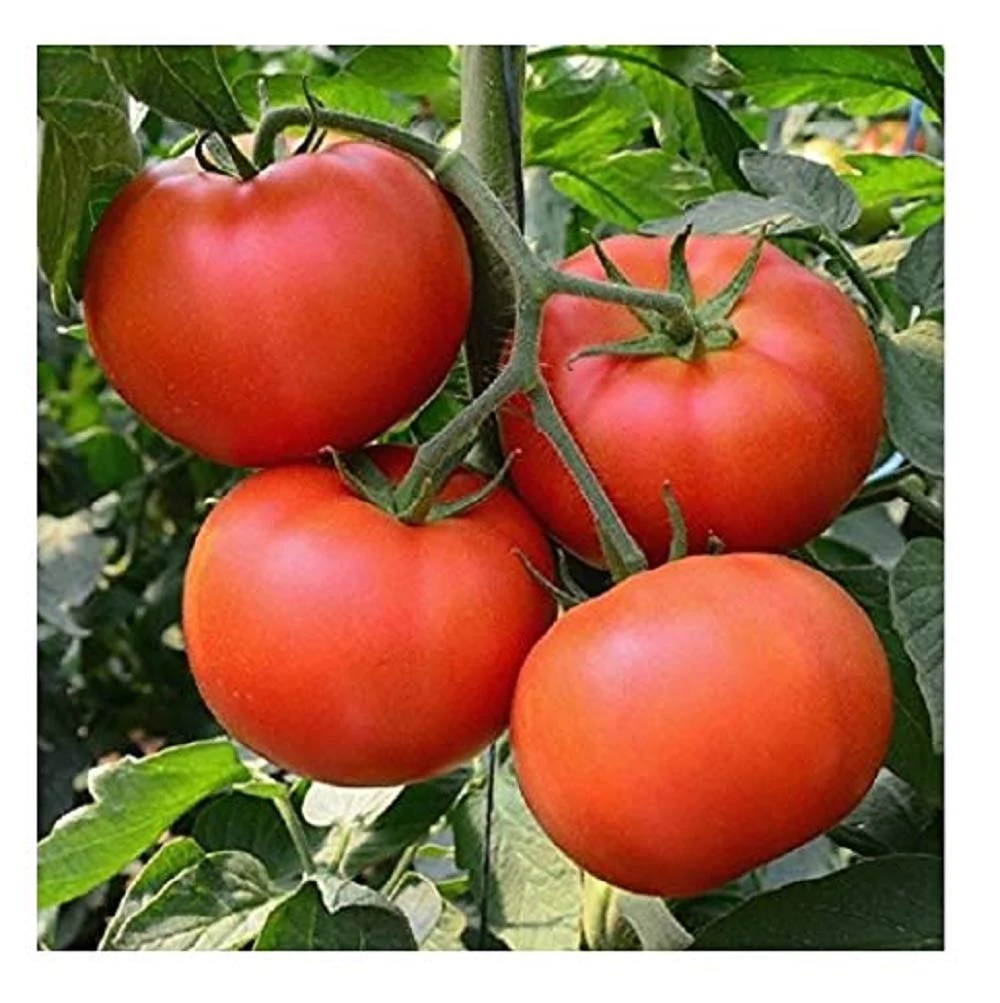 The Homestead Tomato grows very well in hot, humid climates. Give it a try.