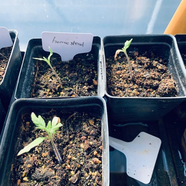 Tomato seedlings growing in small pots,  watered in a tray. Never top water. Always fill the tray with water so it will go up the drain holes in the pots and not dislodge the seeds. Tomato seedlings growing in small pots,  watered in a tray. Never top water. Always fill the tray with water so it will go up the drain holes in the pots and not dislodge the seeds.
