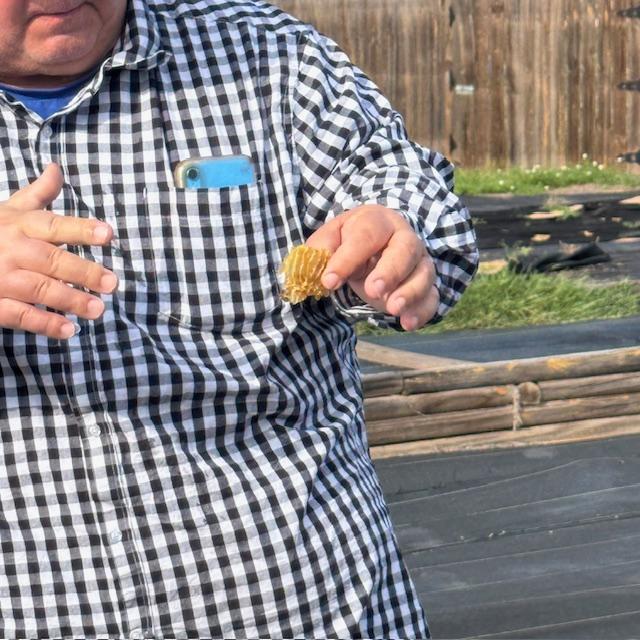 David is holding a small piece of honeycomb from one of the hives. It is overflowing with honey in the hive.