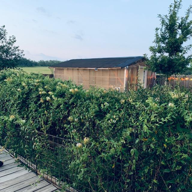 This is my greenhouse with the honeysuckle bush and jasmine bush in a raised bed next to the deck.