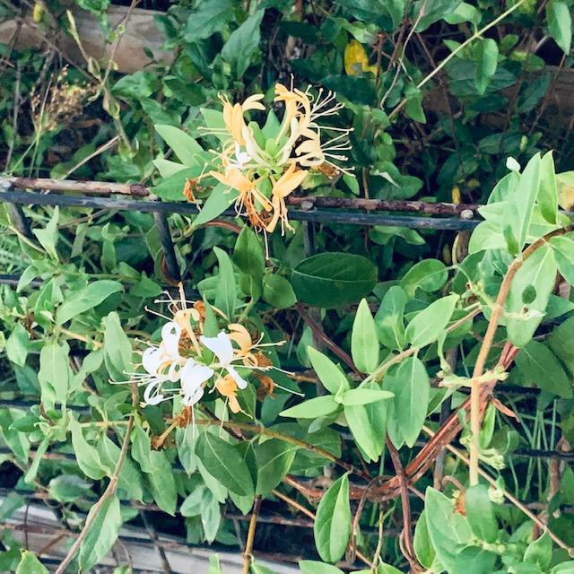 Closeup of our honeysuckle which is so incredibly fragrant. In San Antonio, the flowers were different but the fragrance did not last for long.