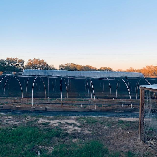 From the chicken house, hoophouses and high tunnel behind them.