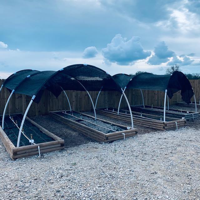 Then we put shade cloth to cover the top to help keep the plants in the fall garden in Texas a little bit cooler.