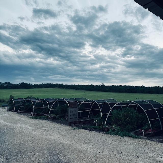 There are a lot of veggies growing in the summer in the hoop houses. You can see our new land behind them.