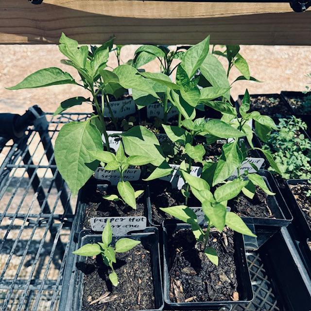 We have very few hot pepper plants left, 2 jalapeno, some Big Jim hot peppers, and the rest are serranos.