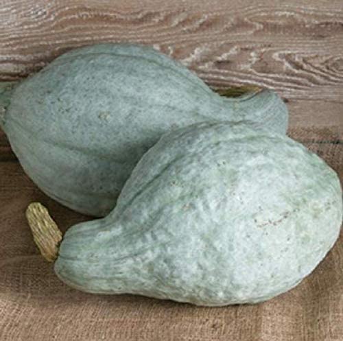 Hubbard Blue squash is one of the Depression era plants grown in many victory gardens.