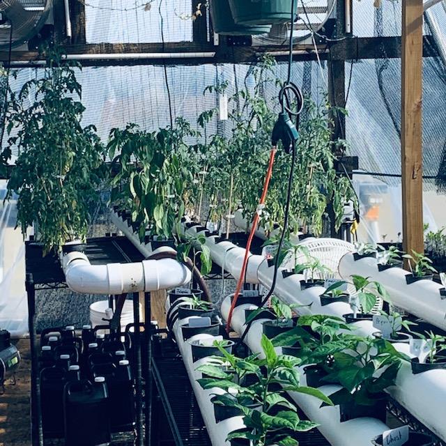 Some of the hydroponics in our greenhouse. You can see we are growing a variety of things. The plants in the hydroponic system are not for sale. Some of the hydroponics in our greenhouse. You can see we are growing a variety of things. The plants in the hydroponic system are not for sale.