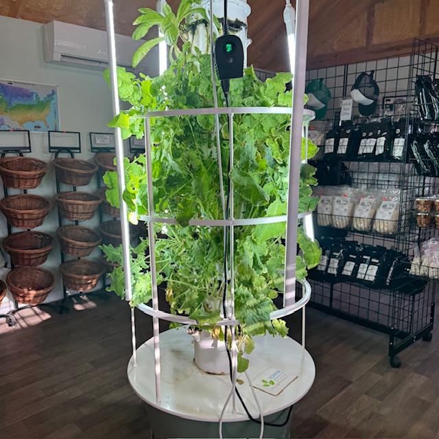 The hydroponics tower in our store looks great since I added some fertilizer to the water. You can see our coffee and rice in the background.