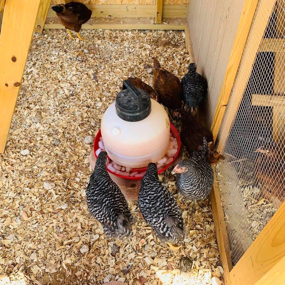 When it hits 100° F., we give them some cool treats like fresh cold or ice water and some sliced fruits or veggies. They love it.