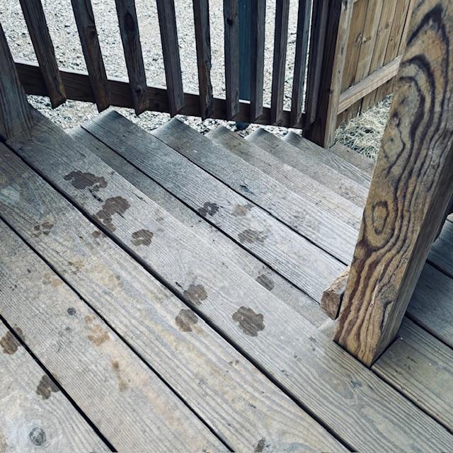 All of our decks and steps are icy this morning because of the wintry accumulation that started late last night. See some puppy prints...