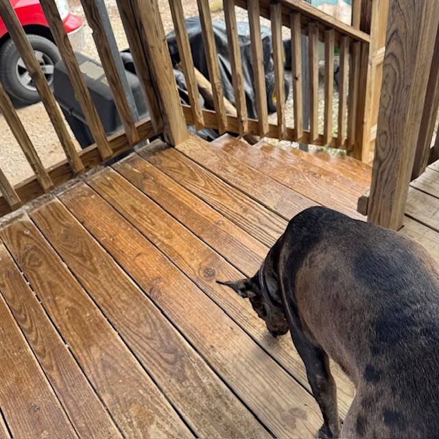 Trump enjoys the cold and ice.