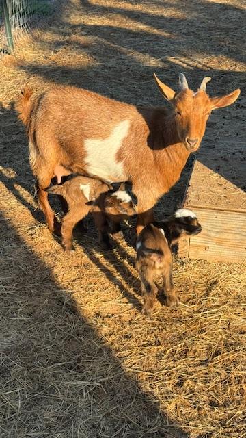 Ike and Mamie cuteness overload. They are so soft and fluffy like Markie.