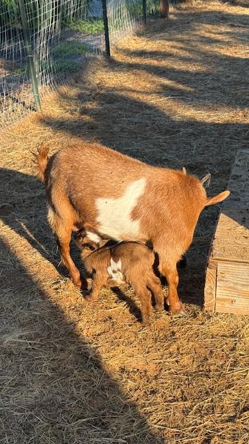 Ike and Mamie having a bit of breakfast this morning. Lucy is being such a good mama!