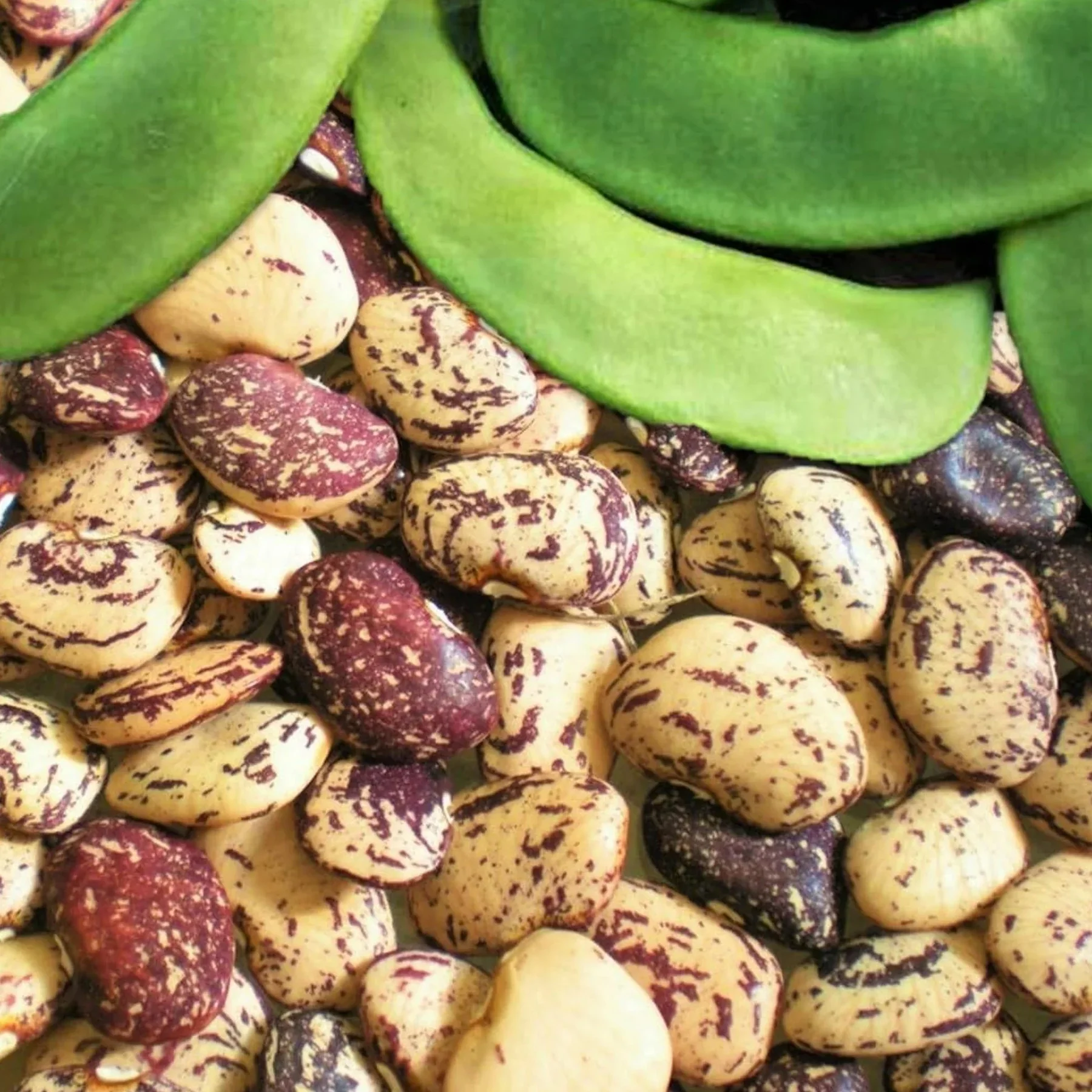 This is the Jackson Wonder Bush Lima bean, another speckled bean. It is beige and burgundy.