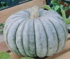 The Jarrahdale pumpkin is a larger pumpkin that is good for baking.