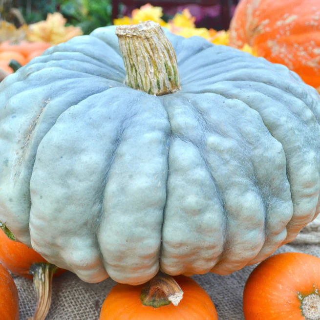 Pumpkins can be grown with heritage vegetable seeds.