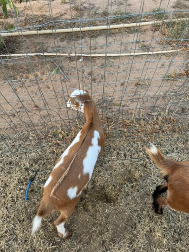 Here is Jerry with his head in another fence this morning. Silly boy! Jerry is one of Alice's twins and he is available for purchase along with his twin Tom.