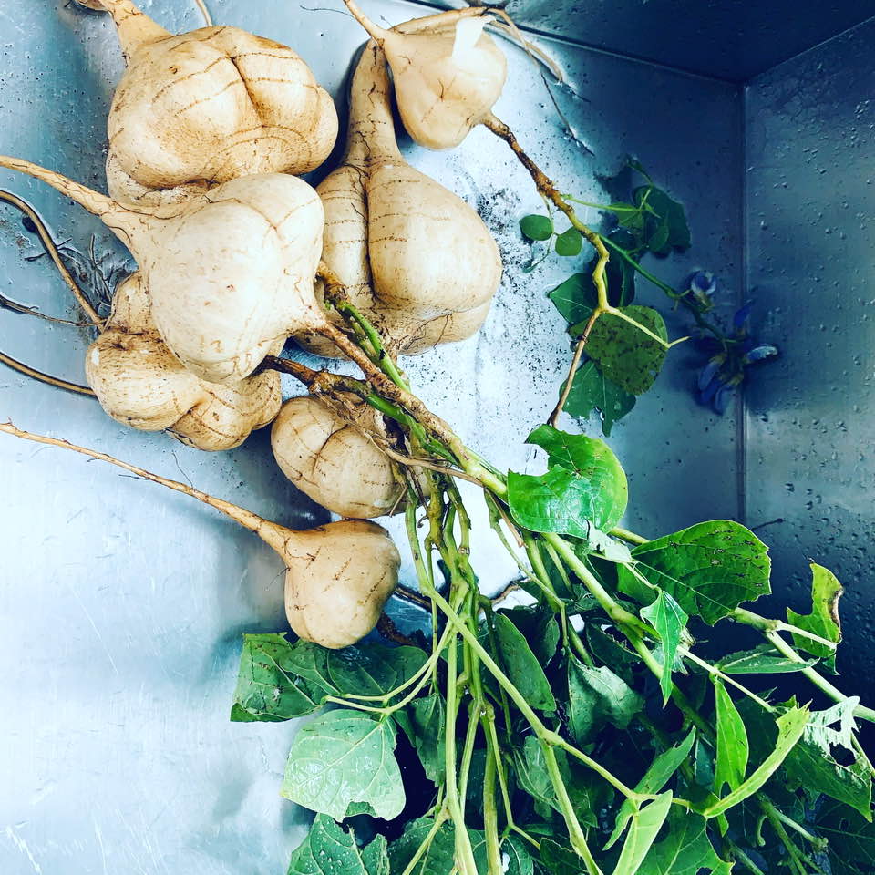 I planted jicama (aka Mexican turnip)in the spring and today they were pulled up. I love it peeled and sliced raw.