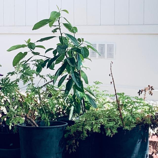 The tall plant is a Joey avocado tree that I am growing. Now it is in my greenhouse. The ones in the orchard died from the cold.
