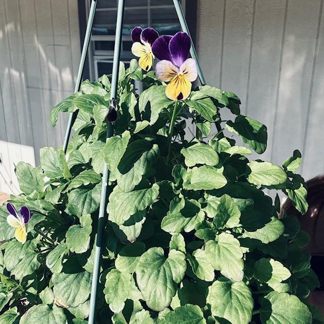 David planted this Johnny Jump Up Viola from seed and it is blooming in December!