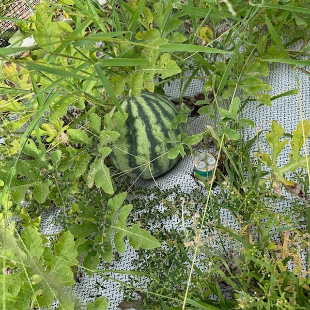 This small watermelon is new to us this year. It is called juicebox and it is very tasty. I picked six of them.