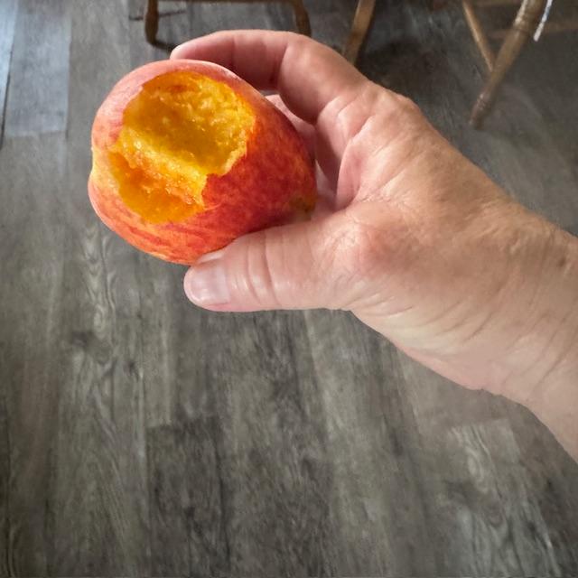 The peaches were so tempting that I ate two while I was out there picking. They are the sweetest, juiciest peaches ever!