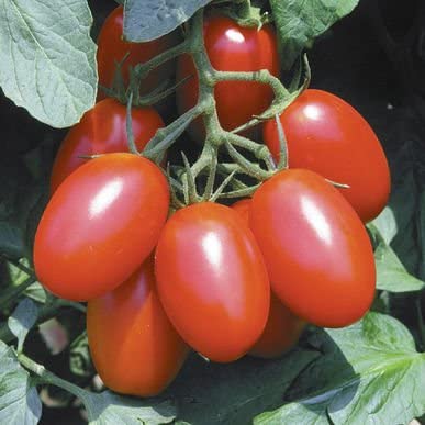 We now have your favorite plum tomato seeds back in stock, the Juliet plum tomato!