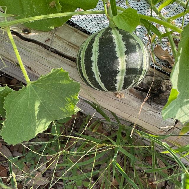 Some Kajari melons are starting to grow.