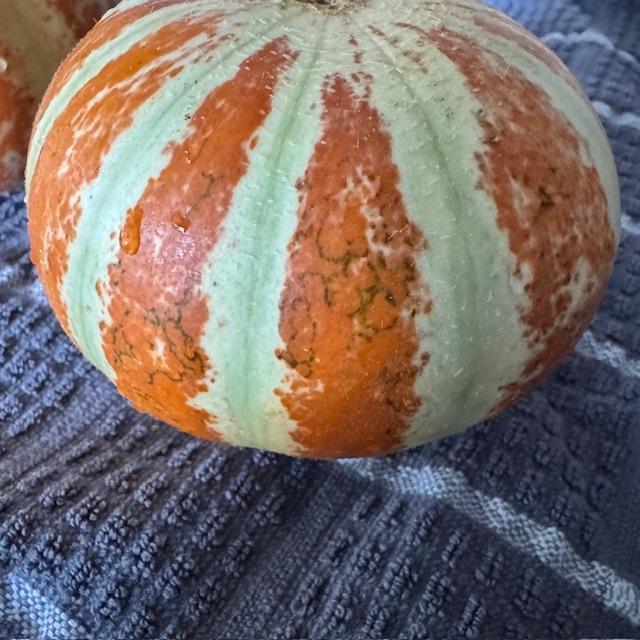 This is the kajari melon. Green on the inside, just a bit sweet but very good.