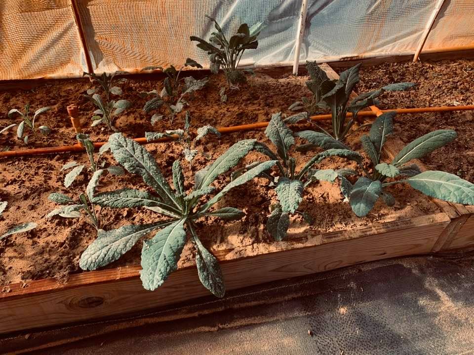 This is kale growing in our sandy soil. It does very well.