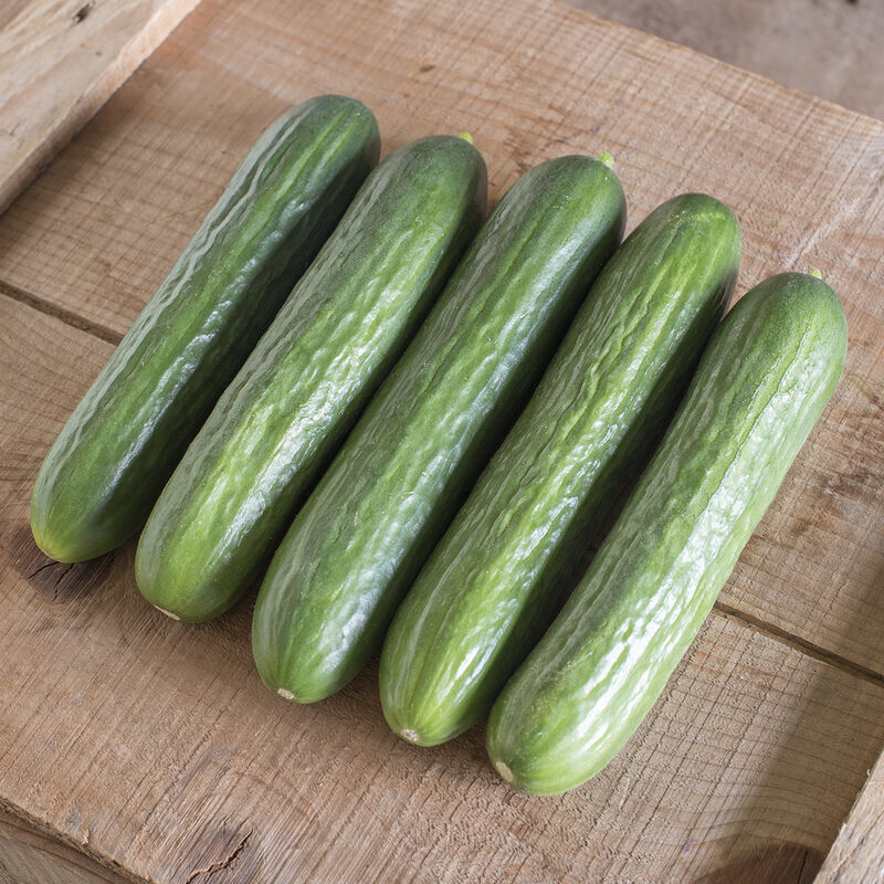 The Katrina slicing cucumber is a hybrid that is heat tolerant. The Katrina slicing cucumber is a hybrid that is heat tolerant.