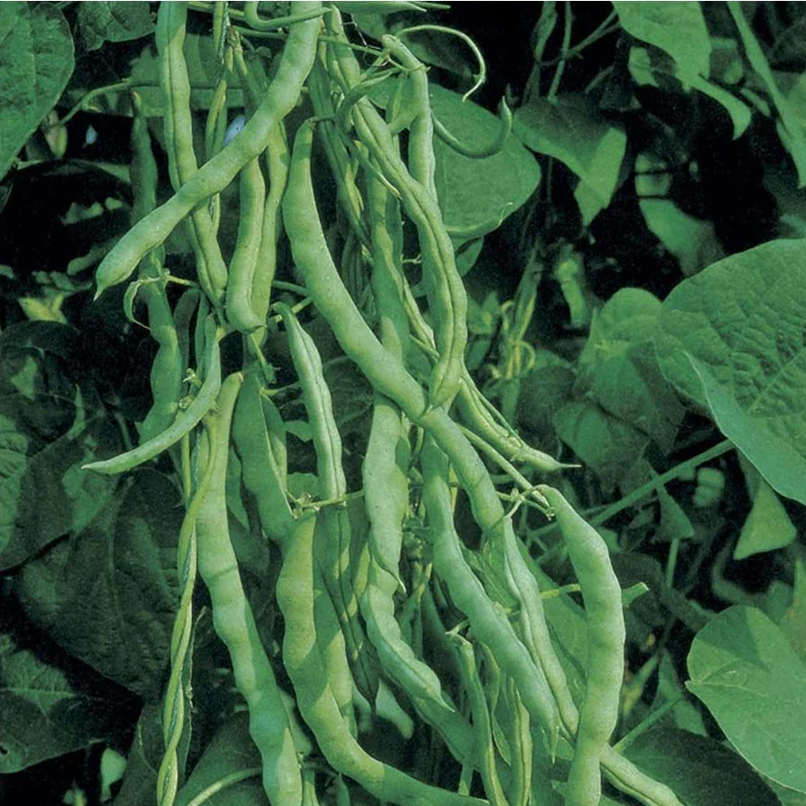Kentucky Blue Wonder heirloom bush beans sold by David's Garden Seeds.