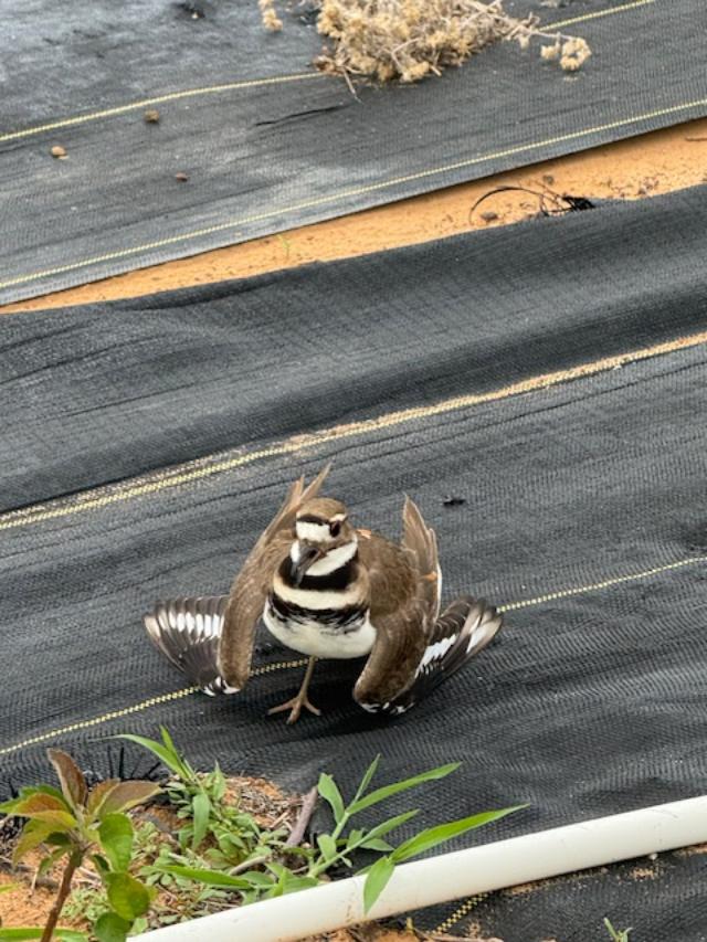 This little killdeer bird charged at me by the apple tree.