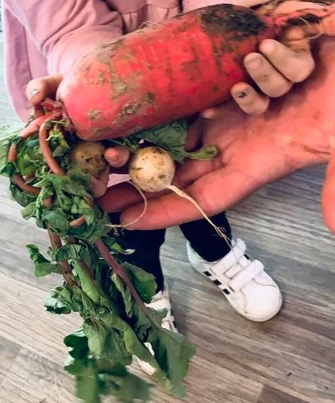 This giant radish is a King radish that we grew at our storefront in San Antonio along with the other root vegetables shown. This giant radish is a King radish that we grew at our storefront in San Antonio along with the other root vegetables shown.