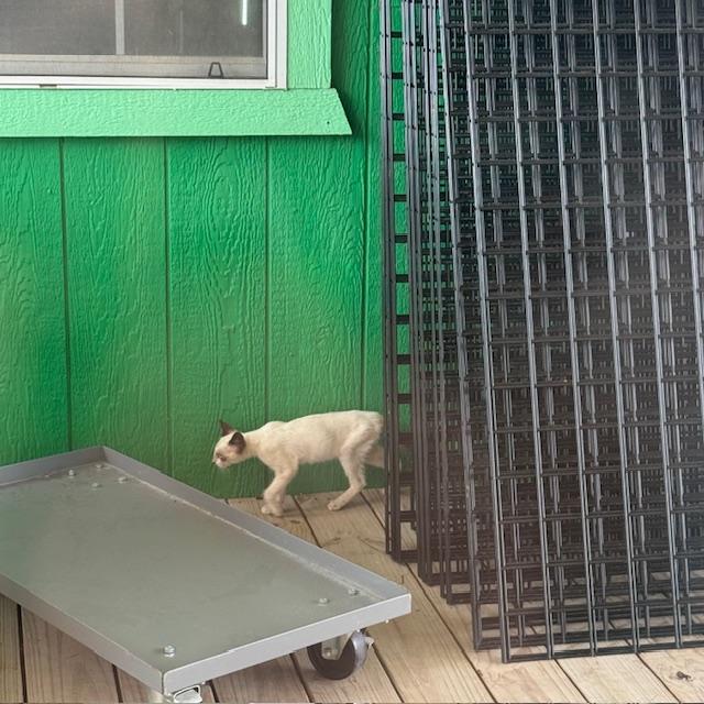 She? is still so thin and scrawny but is eating well.