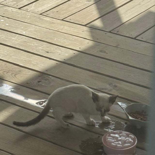 The kitten comes around when I am inside only.