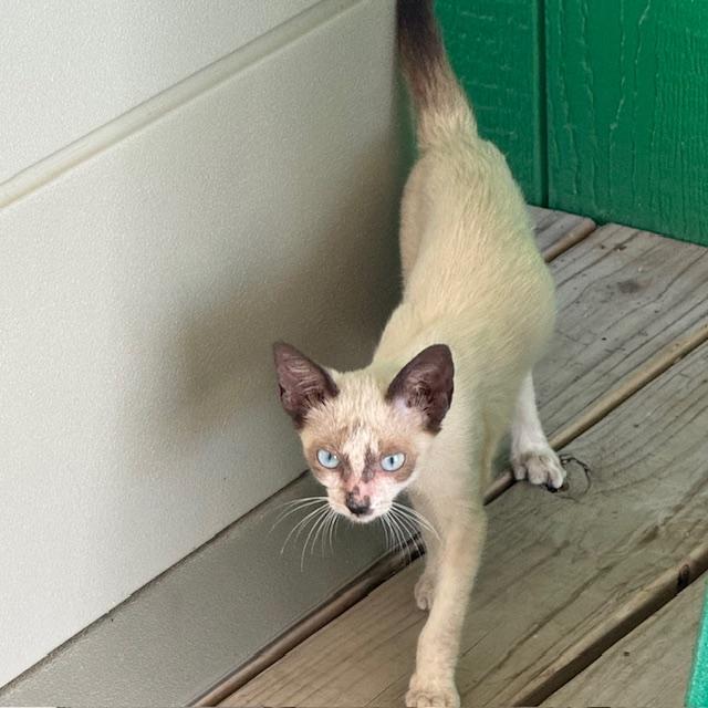 Sam is coming out of one of her hiding places on the deck to get me.