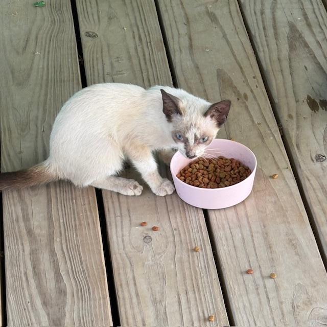 The kitten loves the food we give her.