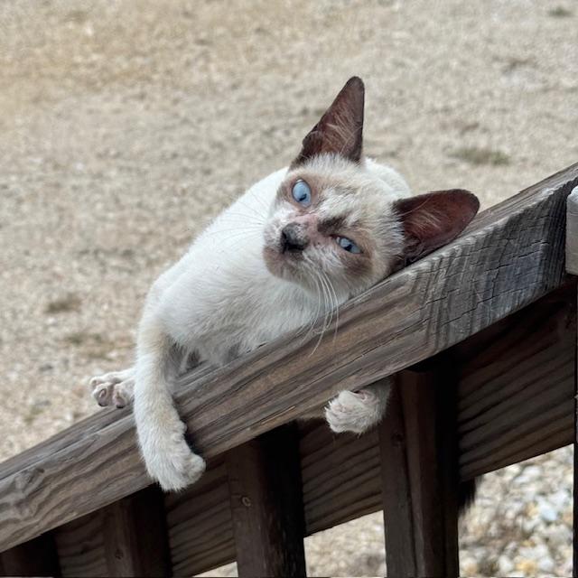 Being playful on the store railing...