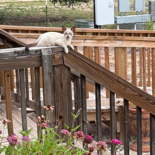 This kitten, who I named Sam, is being to be at home here. Still don't know if it is a boy or a girl. She is getting a bit fluffier than 2 weeks ago.