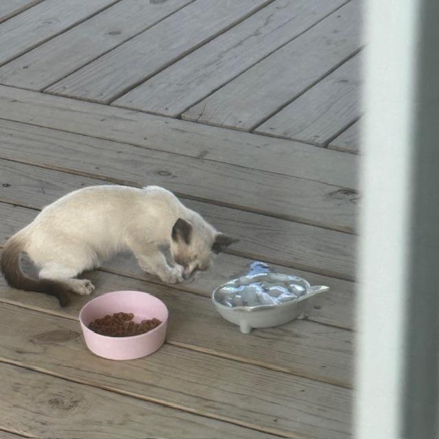 She is beginning to fill out after a solid week of food.