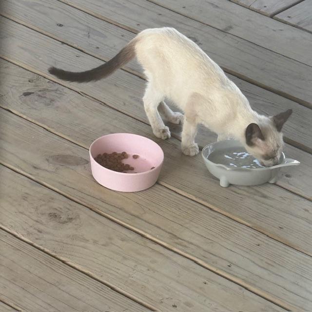 Kitten is enjoying her cold water.