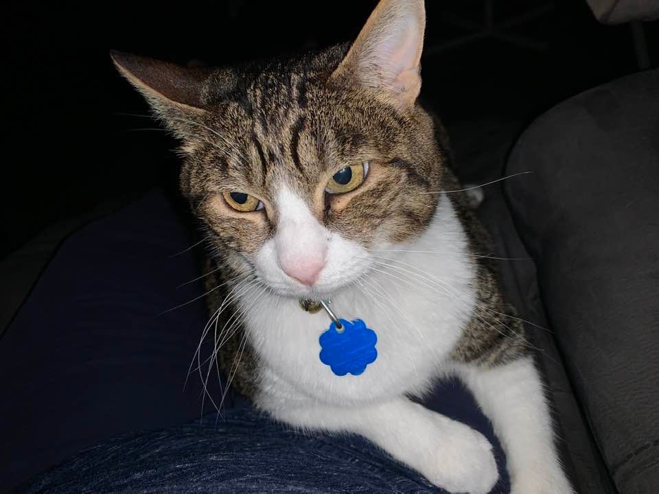 Kitty woke me up on the couch this evening after I fell asleep watching JAG.