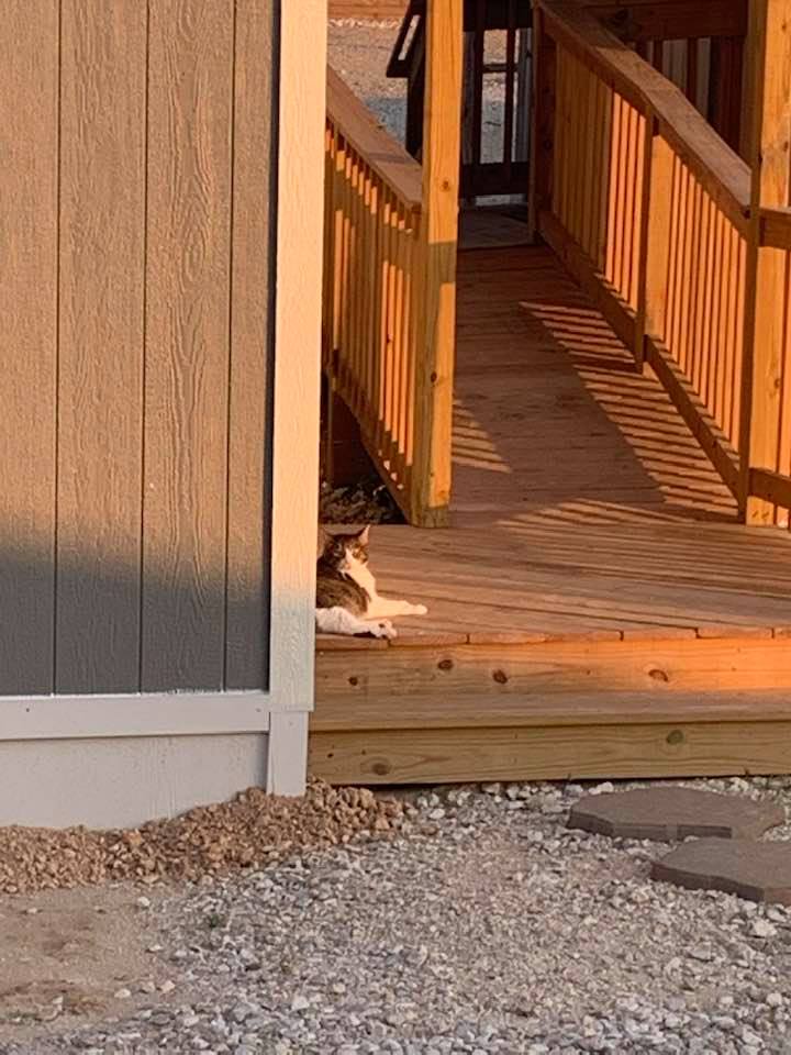 Kitty sitting like she has no worries at all about payroll and taxes. Must be nice!